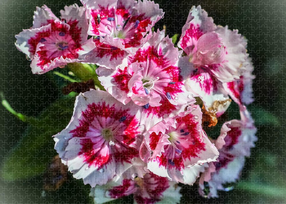 Flowers - Puzzle