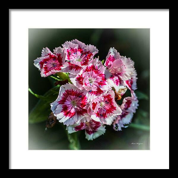 Flowers - Framed Print