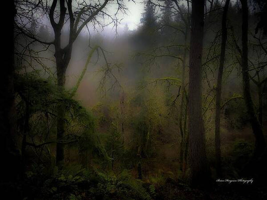 Fog - Art Print