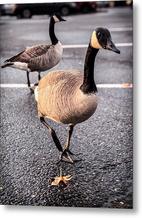 Geese in the parking lot - Metal Print