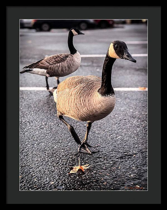 Geese in the parking lot - Framed Print