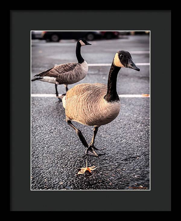 Geese in the parking lot - Framed Print