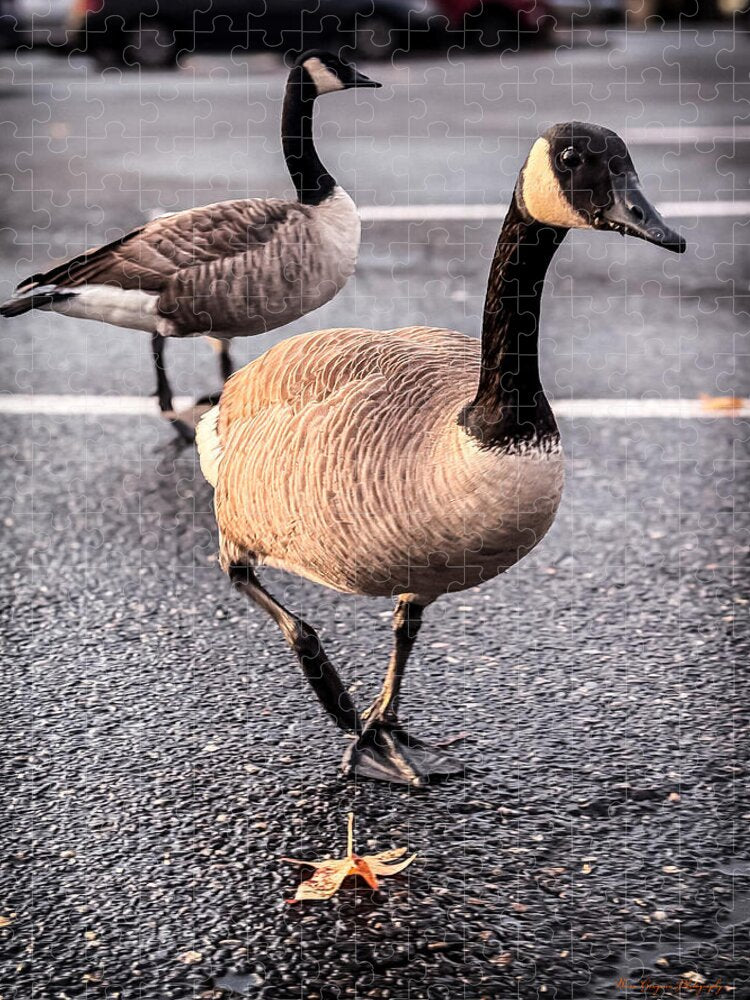 Geese in the parking lot - Puzzle