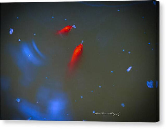 Gold fish eating - Canvas Print
