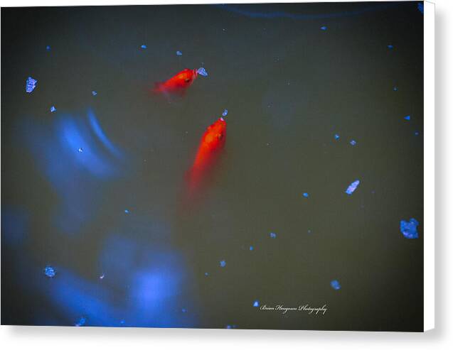 Gold fish eating - Canvas Print