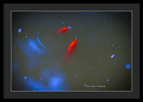 Gold fish eating - Framed Print