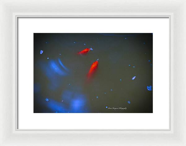 Gold fish eating - Framed Print