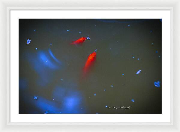 Gold fish eating - Framed Print