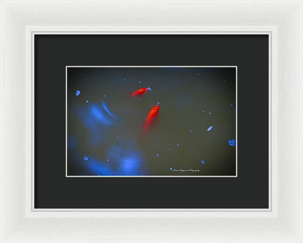Gold fish eating - Framed Print