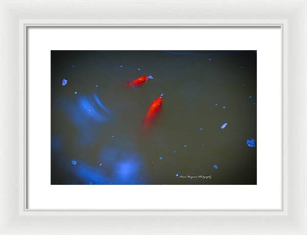 Gold fish eating - Framed Print