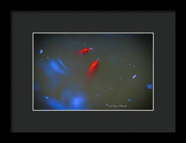 Gold fish eating - Framed Print