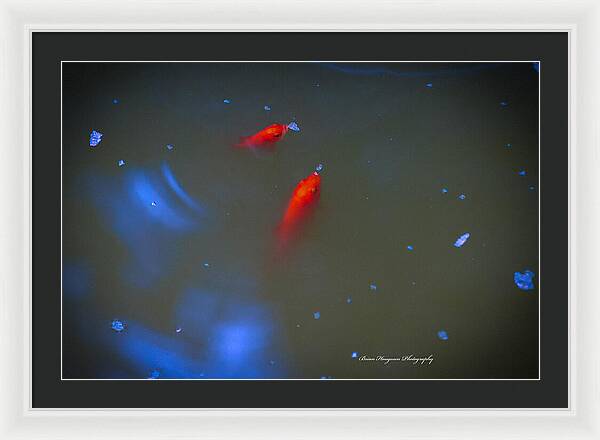 Gold fish eating - Framed Print