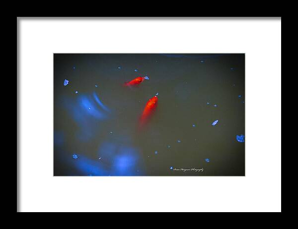 Gold fish eating - Framed Print