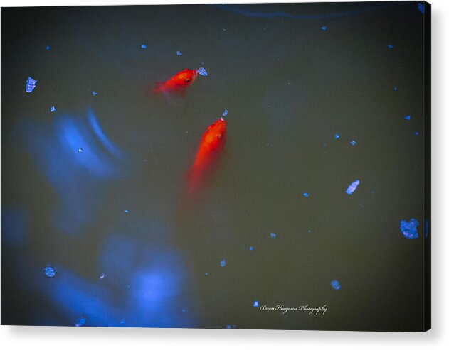 Gold fish eating - Acrylic Print