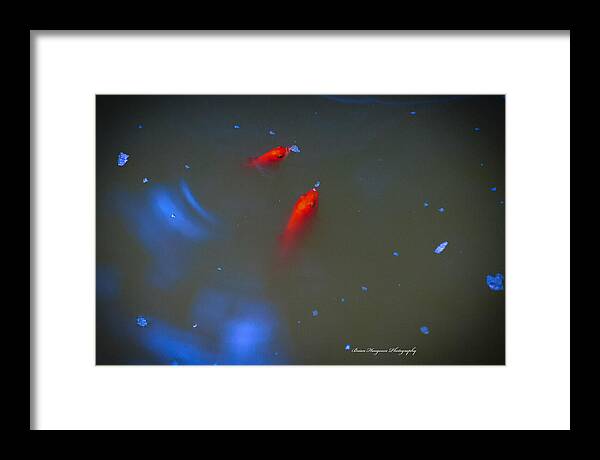 Gold fish eating - Framed Print