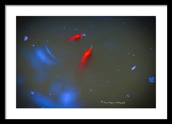 Gold fish eating - Framed Print