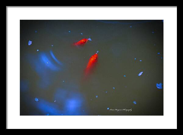 Gold fish eating - Framed Print