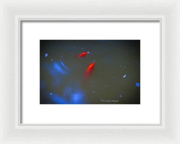 Gold fish eating - Framed Print
