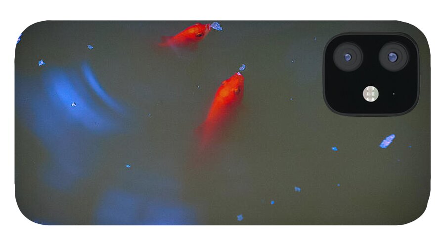Gold fish eating - Phone Case