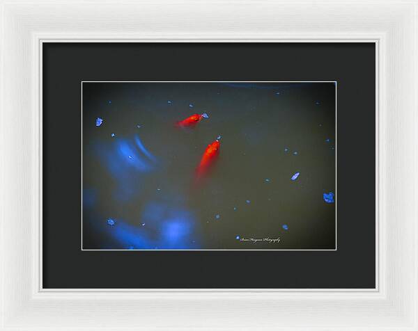 Gold fish eating - Framed Print