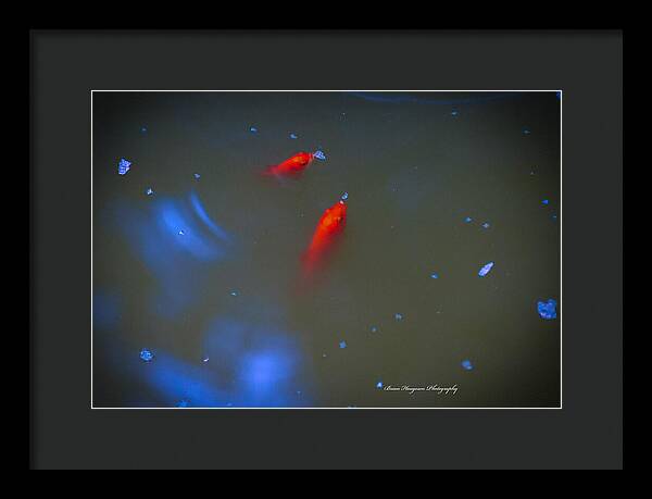 Gold fish eating - Framed Print