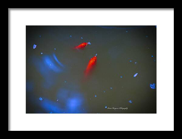 Gold fish eating - Framed Print