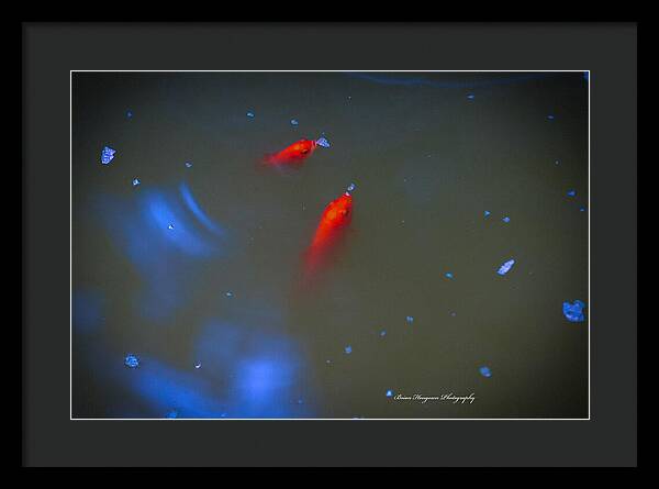 Gold fish eating - Framed Print