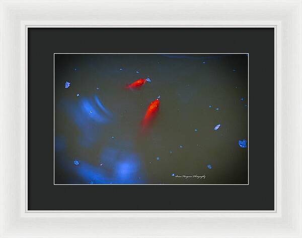Gold fish eating - Framed Print