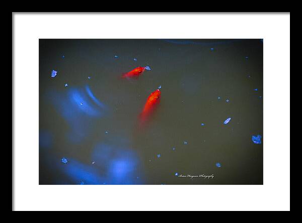 Gold fish eating - Framed Print