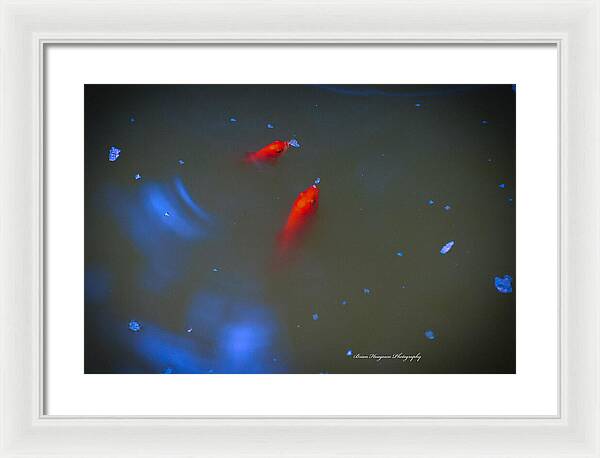 Gold fish eating - Framed Print
