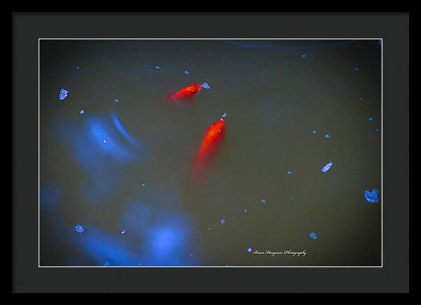 Gold fish eating - Framed Print