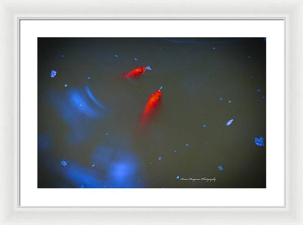 Gold fish eating - Framed Print