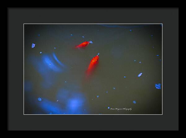 Gold fish eating - Framed Print