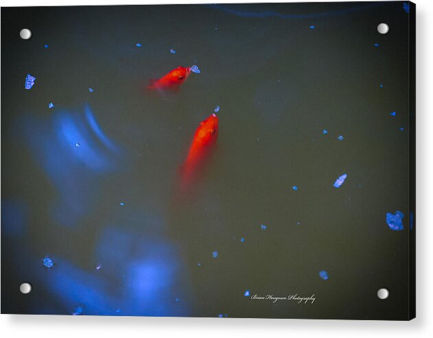 Gold fish eating - Acrylic Print