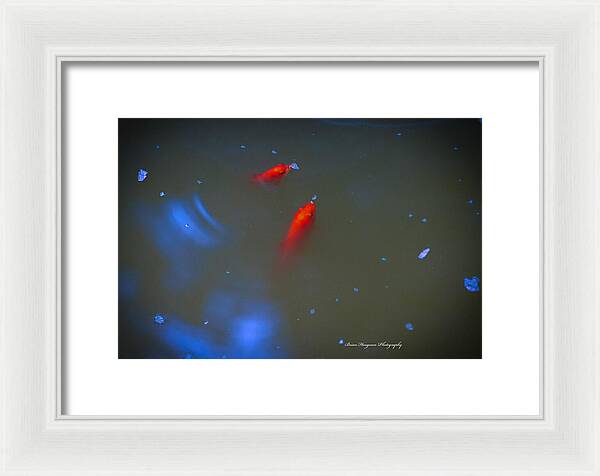 Gold fish eating - Framed Print