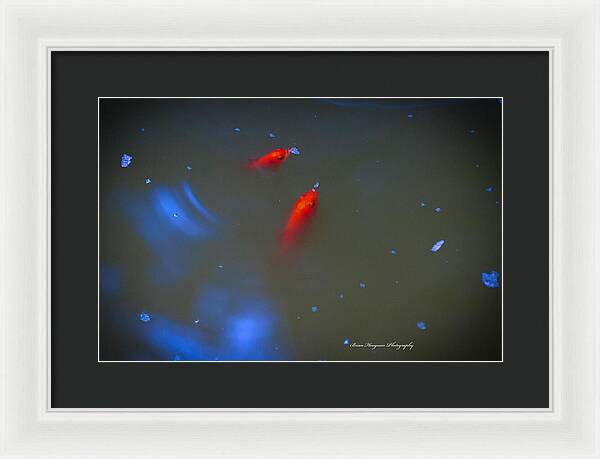 Gold fish eating - Framed Print