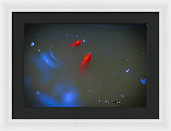 Gold fish eating - Framed Print