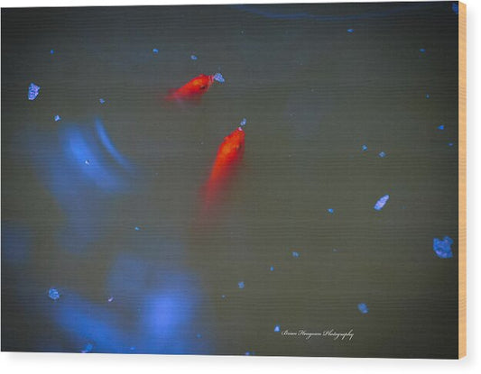 Gold fish eating - Wood Print