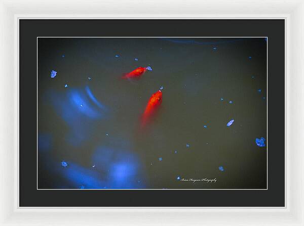 Gold fish eating - Framed Print