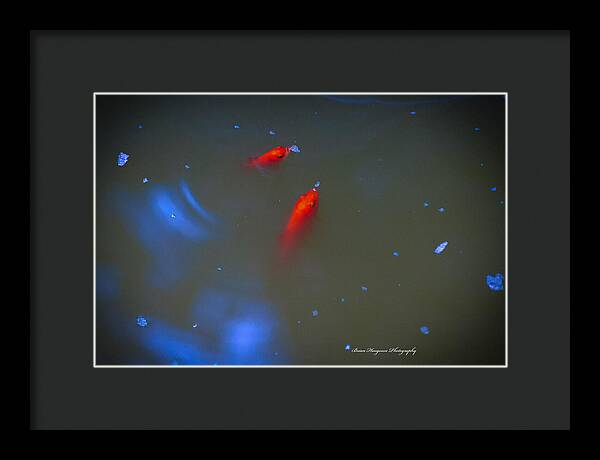Gold fish eating - Framed Print