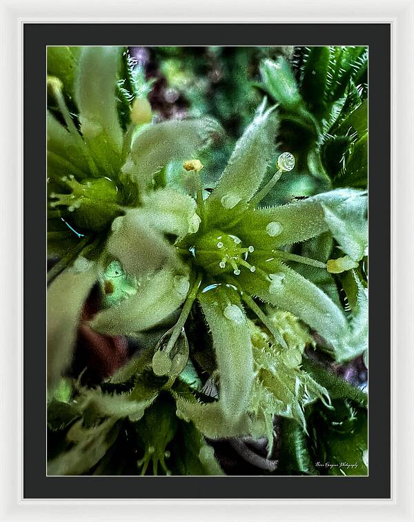 Green bloom - Framed Print