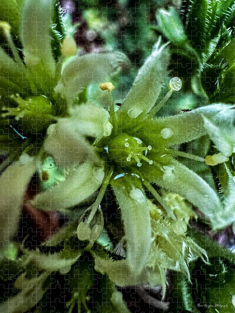 Green bloom - Puzzle