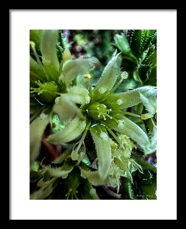 Green bloom - Framed Print