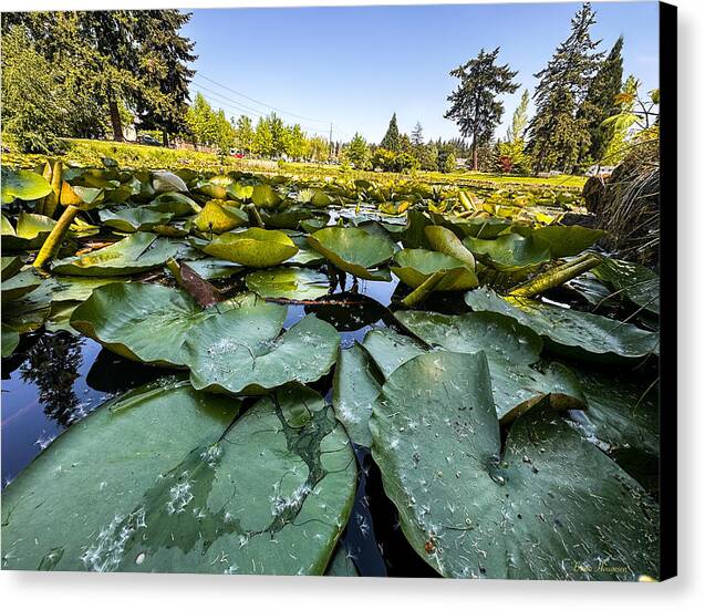 Lily pad - Canvas Print