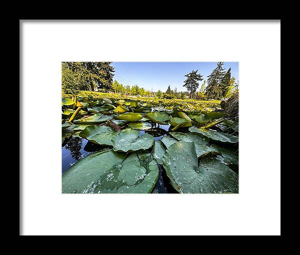 Lily pad - Framed Print