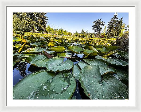 Lily pad - Framed Print