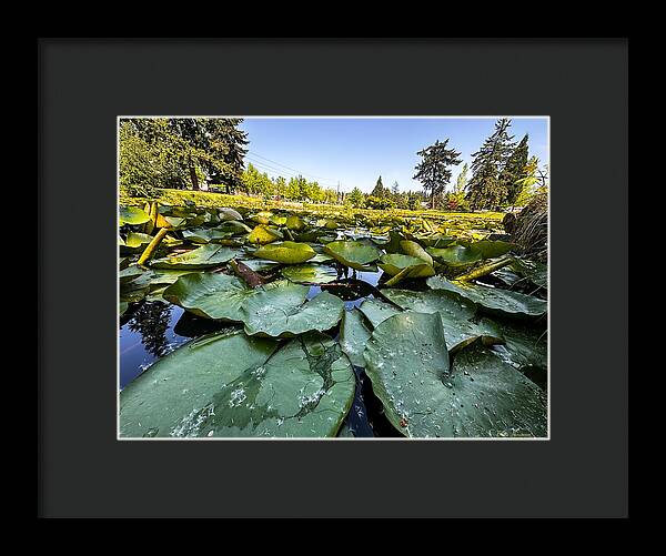 Lily pad - Framed Print