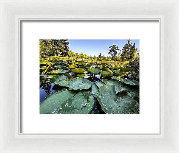 Lily pad - Framed Print