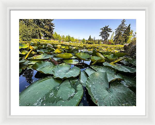 Lily pad - Framed Print