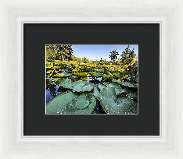 Lily pad - Framed Print